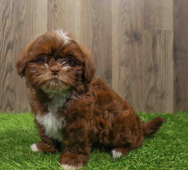 Shih Tzu-DOG-Male-Liver-10819-Petland Monroeville, PA