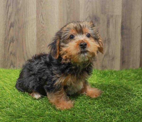 Yorkie-DOG-Female-Black / Gold-10820-Petland Monroeville, PA