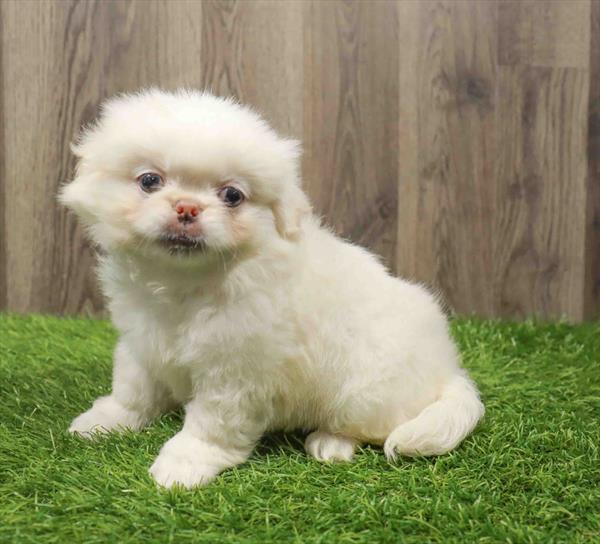Pekingese-DOG-Female-Cream-10821-Petland Monroeville, PA