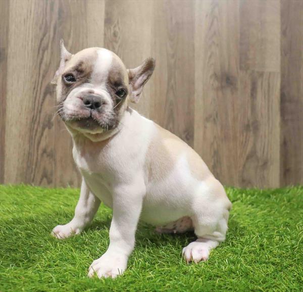 French Bulldog-DOG-Male-Fawn-10822-Petland Monroeville, PA