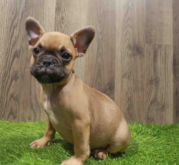 French Bulldog-DOG-Female-Fawn-10823-Petland Monroeville, PA