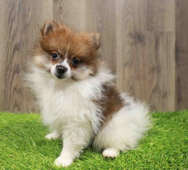 Pomeranian-DOG-Female-Orange / White-10824-Petland Monroeville, PA