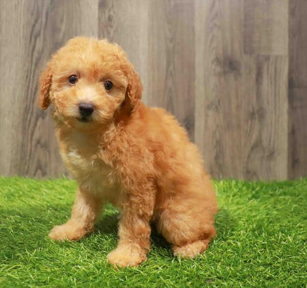 Poodle-DOG-Female-Apricot-10826-Petland Monroeville, PA