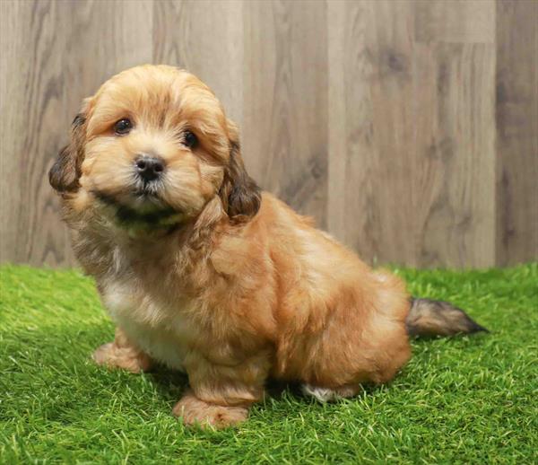 La-Chon-DOG-Male-Sable-10827-Petland Monroeville, PA