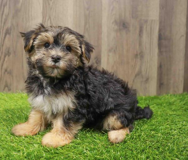 Morkie-DOG-Male-Black / Tan-10828-Petland Monroeville, PA