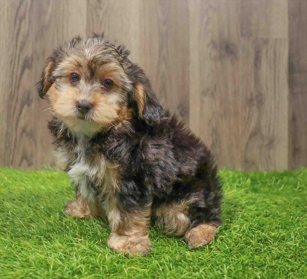 Yorkie-Poo-DOG-Male-Black / White-10829-Petland Monroeville, PA