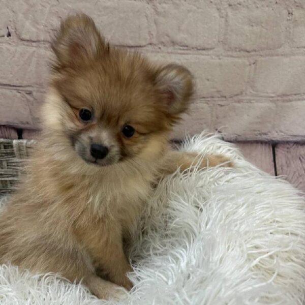 Pomeranian-DOG-Female-Sable-10854-Petland Monroeville, PA