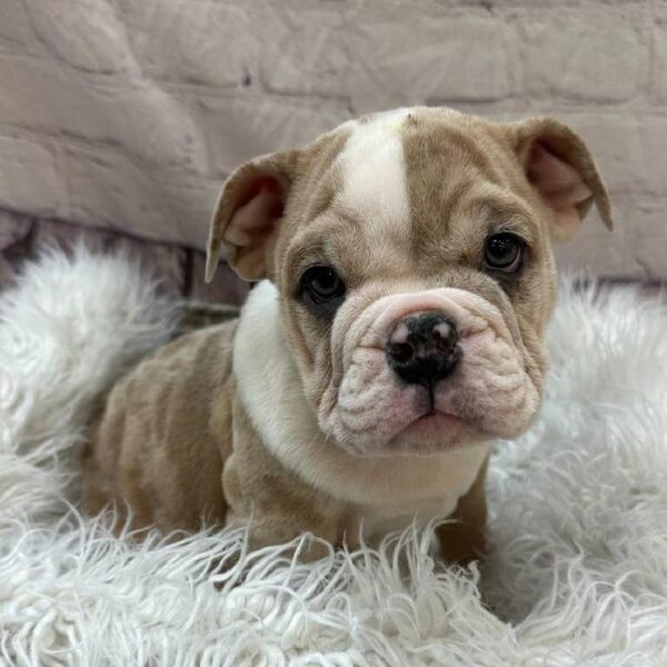 English Bulldog-DOG-Female-Red Merle-10853-Petland Monroeville, PA
