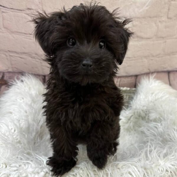 Yorkie-Poo-DOG-Male-Black-10852-Petland Monroeville, PA