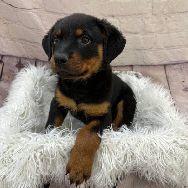 Rottweiler-DOG-Female-Black / Rust-10851-Petland Monroeville, PA