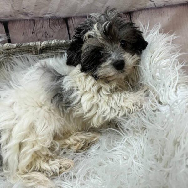 Maltipoo-DOG-Female-Blue Merle / White-10850-Petland Monroeville, PA