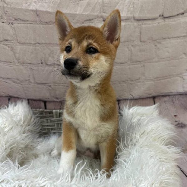 Shiba Inu-DOG-Female-Red-10842-Petland Monroeville, PA