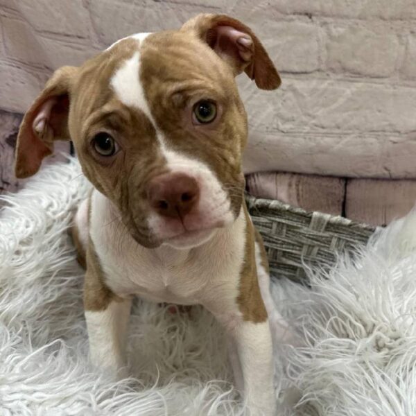 American Bulldog-DOG-Male-White and Brown-10841-Petland Monroeville, PA