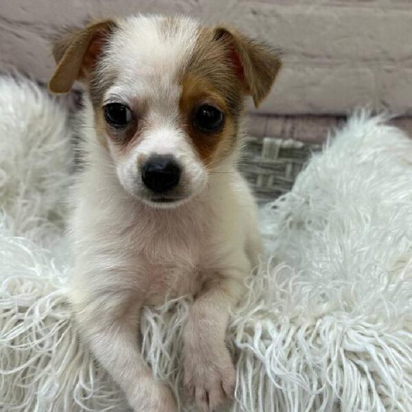 PomChi-DOG-Male-Fawn and White-10840-Petland Monroeville, PA