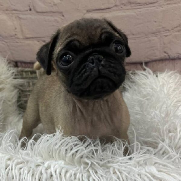 Pug-DOG-Male-Fawn-10866-Petland Monroeville, PA