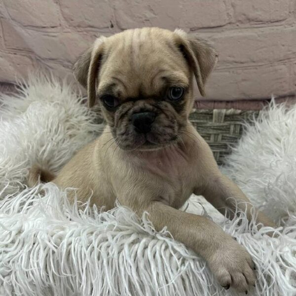 Pug-DOG-Male-Fawn Merle-10865-Petland Monroeville, PA