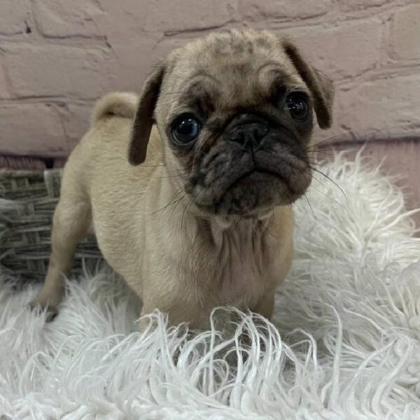 Pug-DOG-Female-Fawn Merle-10863-Petland Monroeville, PA