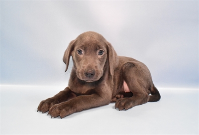Labrador Retriever-DOG-Male-Silver-10877-Petland Monroeville, PA