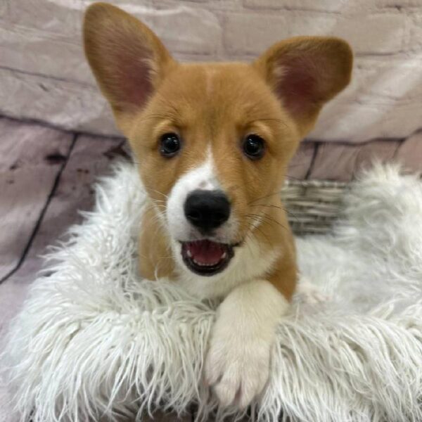 Pembroke Welsh Corgi-DOG-Male-Red / White-10884-Petland Monroeville, PA