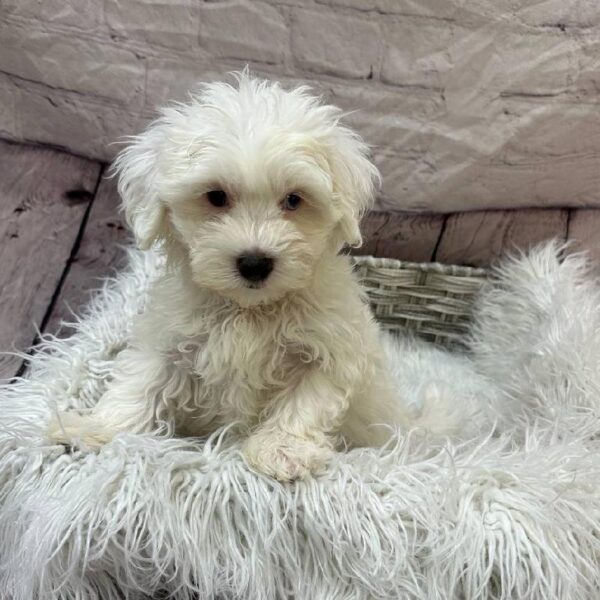 Coton De Tulear-DOG-Male-White-10881-Petland Monroeville, PA