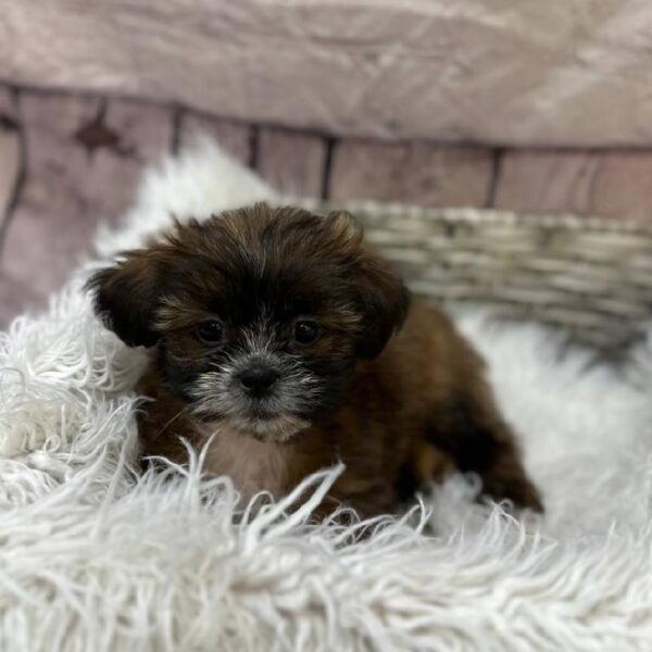 Malshi-DOG-Female-Brown-10879-Petland Monroeville, PA