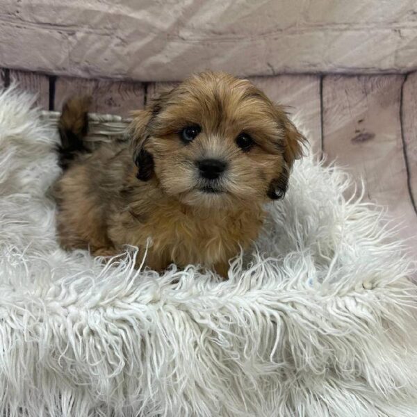 Shipoo-DOG-Female-Gold-10882-Petland Monroeville, PA