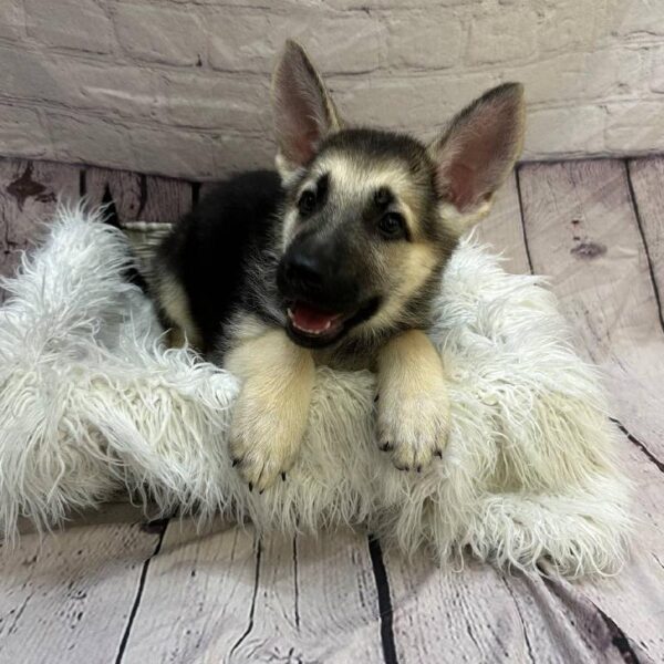 German Shepherd-DOG-Male-Black / Tan-10883-Petland Monroeville, PA