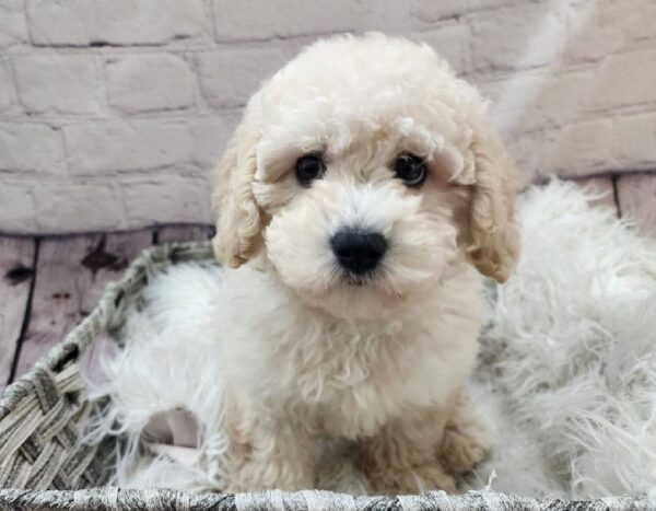 Maltipoo-DOG-Female-Cream-10909-Petland Monroeville, PA