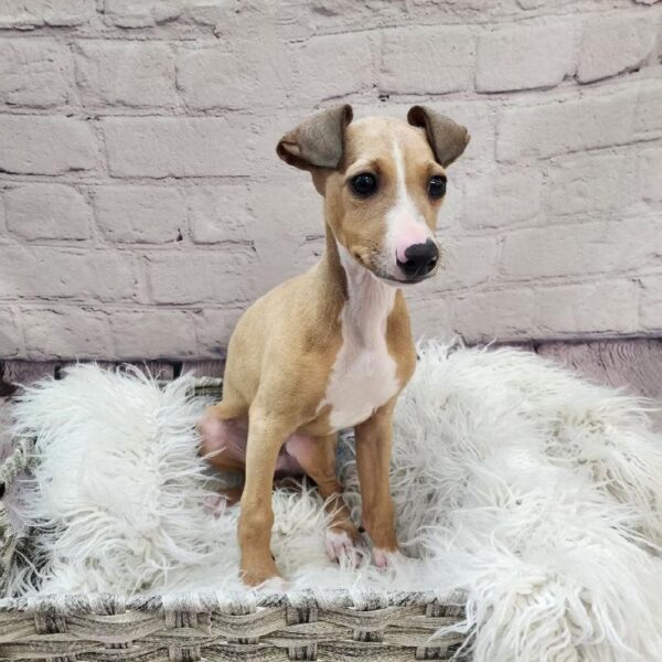 Italian Greyhound-DOG-Male-Fawn / White-10904-Petland Monroeville, PA