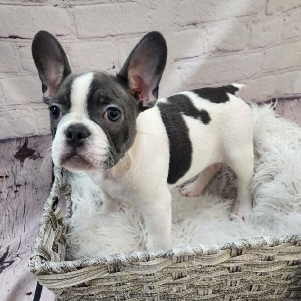 French Bulldog-DOG-Female-Blue / White-10903-Petland Monroeville, PA