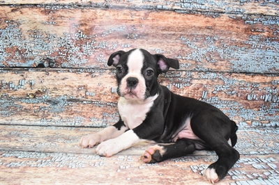 Boston Terrier-DOG-Male-Black and White-10695-Petland Monroeville, PA