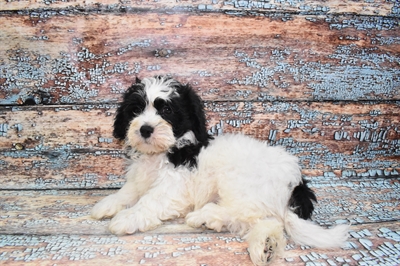Teddy Bear-DOG-Male-Black and White-10770-Petland Monroeville, PA