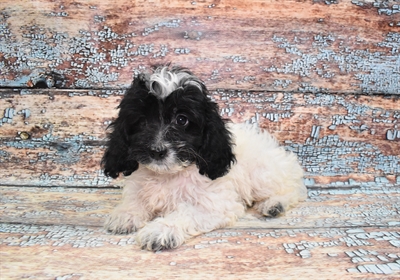 Cockapoo-DOG-Female-Black and White-10773-Petland Monroeville, PA
