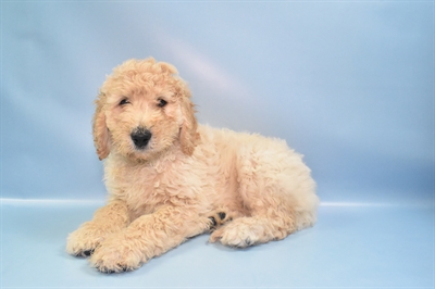 Goldendoodle 2nd Gen.-DOG-Male-Golden-10812-Petland Monroeville, PA