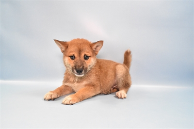 Shiba Inu-DOG-Male-Red-10816-Petland Monroeville, PA