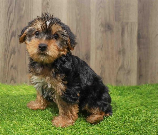Yorkie-DOG-Male-Black / Tan-10825-Petland Monroeville, PA