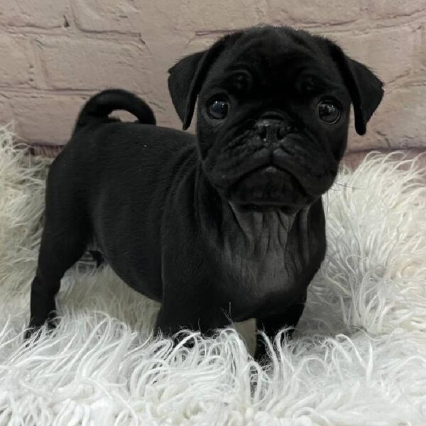 Pug-DOG-Male-Black-10867-Petland Monroeville, PA