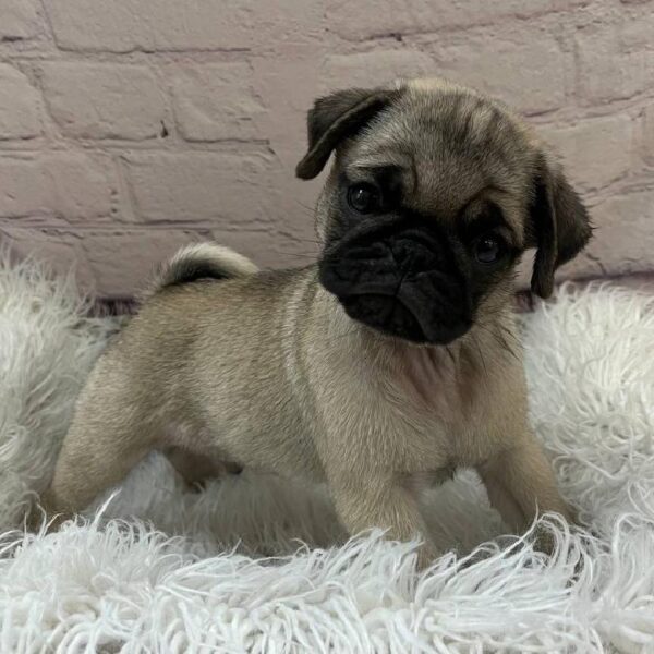 Pug-DOG-Male-Fawn-10864-Petland Monroeville, PA