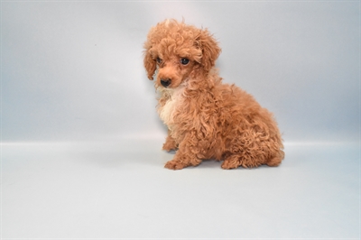 Poodle-DOG-Female-Apricot-10876-Petland Monroeville, PA