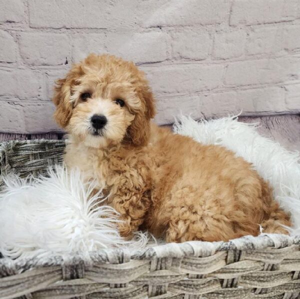 Mini Goldendoodle 2nd Gen.-DOG-Female-Apricot-10908-Petland Monroeville, PA
