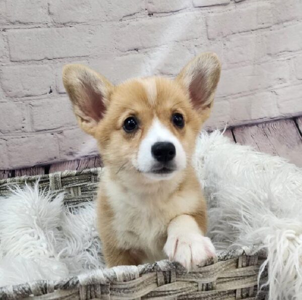 Pembroke Welsh Corgi-DOG-Female-Red Sable-10907-Petland Monroeville, PA