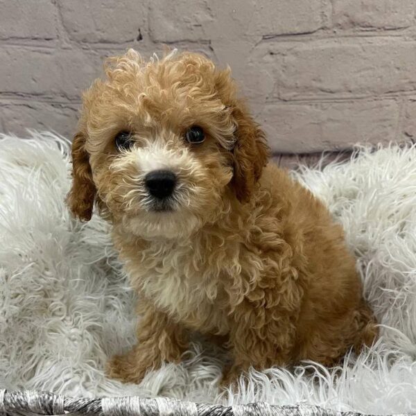 Cavapoo-DOG-Male-Apricot-10905-Petland Monroeville, PA