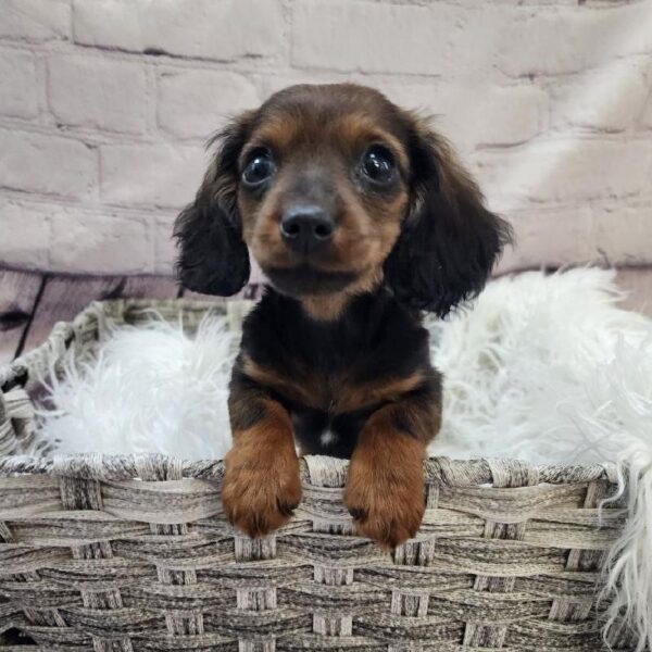 Dachshund-DOG-Male-Wild Boar-10902-Petland Monroeville, PA