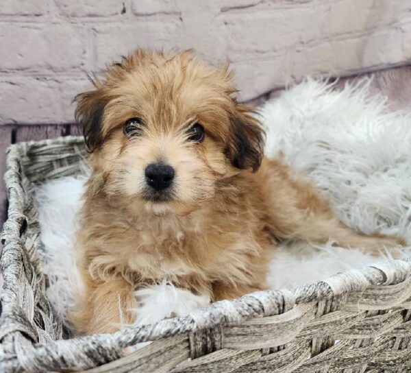 Pom-A-Poo-DOG-Male-Orange-10901-Petland Monroeville, PA