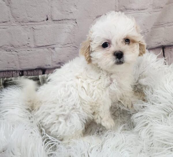 Teddy Bear-DOG-Female-White-10900-Petland Monroeville, PA