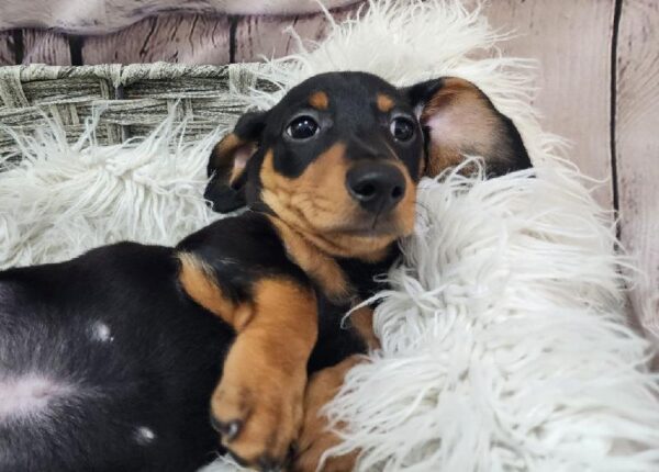 Dachshund-DOG-Male-Black and Tan-10899-Petland Monroeville, PA