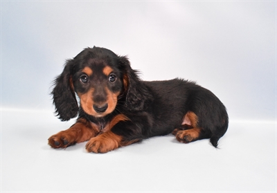 Dachshund-DOG-Female-Black and Tan-10921-Petland Monroeville, PA