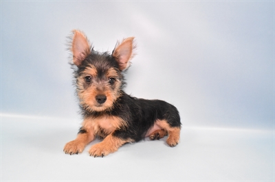 Silky Terrier-DOG-Female-Black and Tan-10922-Petland Monroeville, PA