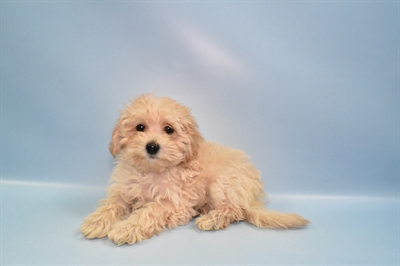 Malti-Poo-DOG-Male-Apricot-10924-Petland Monroeville, PA