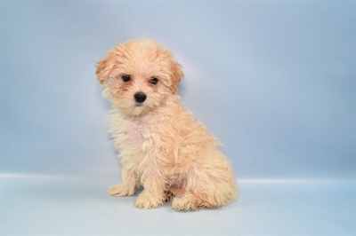 Malti-Poo-DOG-Female-Apricot-10925-Petland Monroeville, PA